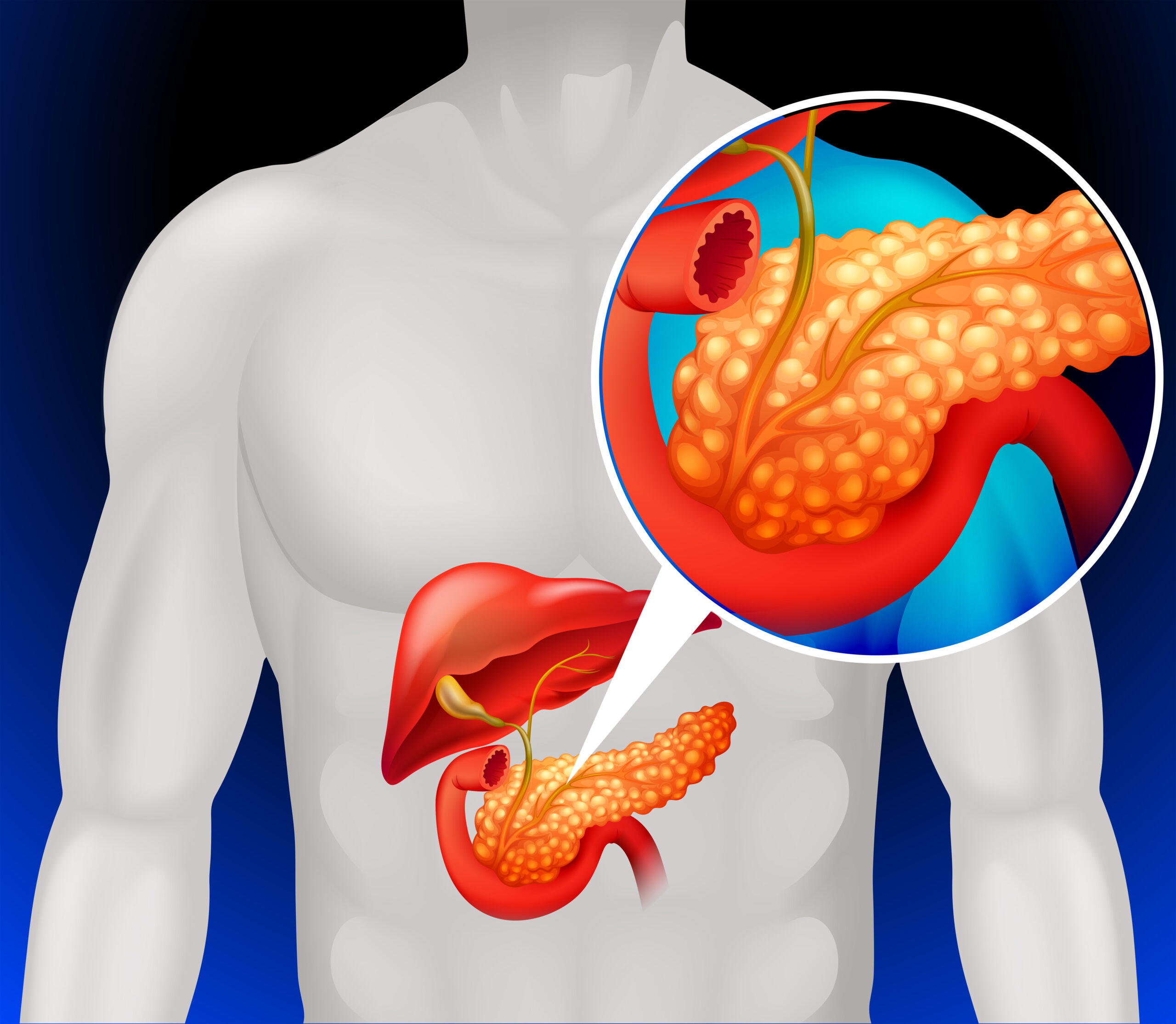 Pancreas, premium illustration